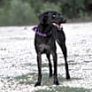 Thumbnail photo of DIXIE #2