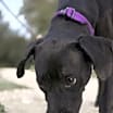 Thumbnail photo of DIXIE #3