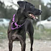 Thumbnail photo of DIXIE #4