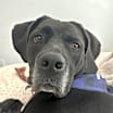 Thumbnail photo of Harper #1