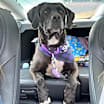 Thumbnail photo of Harper #3