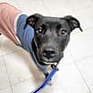 Thumbnail photo of Sapphire ***RESCUE CENTER*** #4