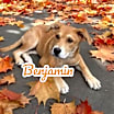 Thumbnail photo of Benjamin #1