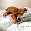 Thumbnail photo of Benjamin #3