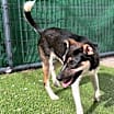 Thumbnail photo of Roscoe #1