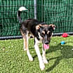 Thumbnail photo of Roscoe #2