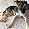 Thumbnail photo of Roscoe #3