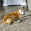 Thumbnail photo of Kita #3