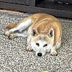 Thumbnail photo of Kita #4
