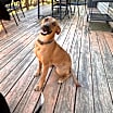 Thumbnail photo of Sadie #1