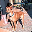 Thumbnail photo of Sadie #2