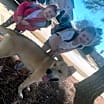 Thumbnail photo of Rocky #1