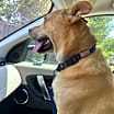 Thumbnail photo of Rocky #2