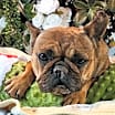 Thumbnail photo of Figgy #2