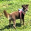 Thumbnail photo of Bree (NJ)-PLAYFUL #1
