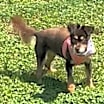 Thumbnail photo of Bree (NJ)-PLAYFUL #3