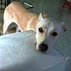 Thumbnail photo of Cali #4