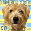 Thumbnail photo of Kylo #1