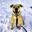 Thumbnail photo of Scrappy #4