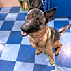 Thumbnail photo of Echo #1