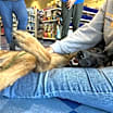 Thumbnail photo of Echo #3