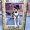 Thumbnail photo of Nacho #1