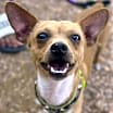Thumbnail photo of Nacho #2