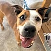 Thumbnail photo of Rowdy - Foster Needed! #4