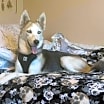 Thumbnail photo of Suki #1