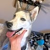 Thumbnail photo of Suki #2