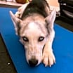 Thumbnail photo of Suki #3