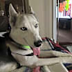 Thumbnail photo of Suki #4
