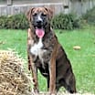 Thumbnail photo of Mocha #1