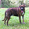 Thumbnail photo of Mocha #2