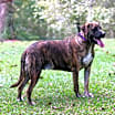 Thumbnail photo of Mocha #3