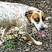 Thumbnail photo of Pepper #2