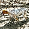 Thumbnail photo of Pepper #3