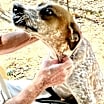 Thumbnail photo of Pepper #4