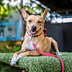 Thumbnail photo of Dolly #1