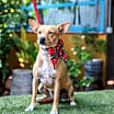 Thumbnail photo of Dolly #3