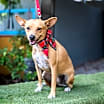 Thumbnail photo of Dolly #4