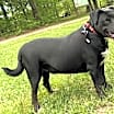 Thumbnail photo of HUNTER #2