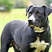 Thumbnail photo of HUNTER #4