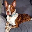 Thumbnail photo of PUPPY ERNIE #1