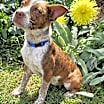 Thumbnail photo of PUPPY ERNIE #2