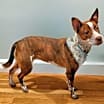 Thumbnail photo of PUPPY ERNIE #3