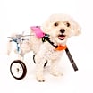 Thumbnail photo of Cutie #1