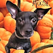 Thumbnail photo of Moose #3