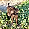 Thumbnail photo of Indy #2