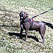 Thumbnail photo of Winston #2